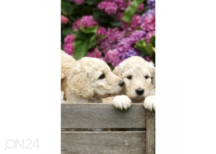 Non-woven kuvatapetti Labrador puppies 150x250 cm kuvasuurennos