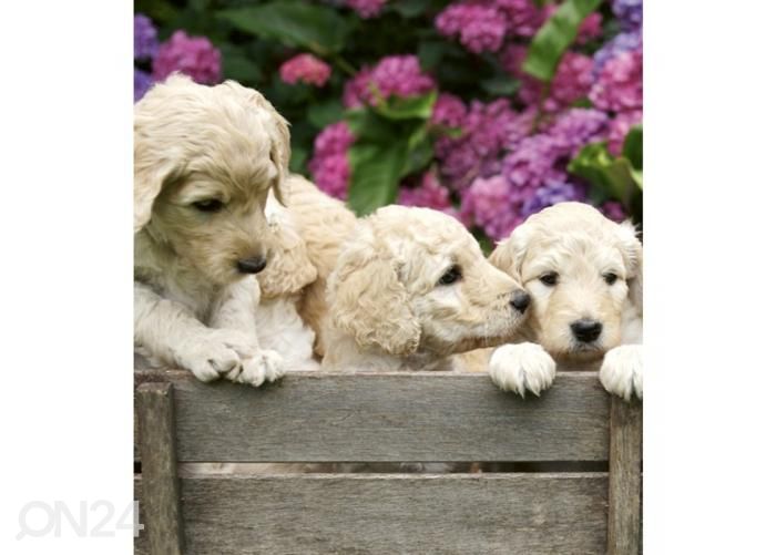 Non-woven kuvatapetti Labrador puppies 225x250 cm kuvasuurennos