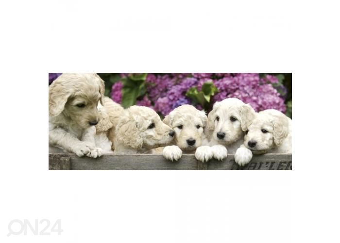 Non-woven kuvatapetti Labrador puppies 375x150 cm kuvasuurennos