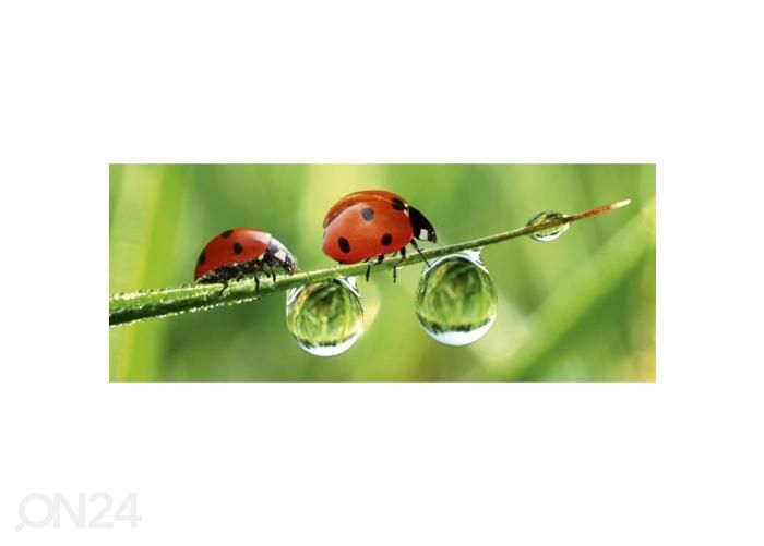 Non-woven kuvatapetti Ladybird 375x150 cm kuvasuurennos
