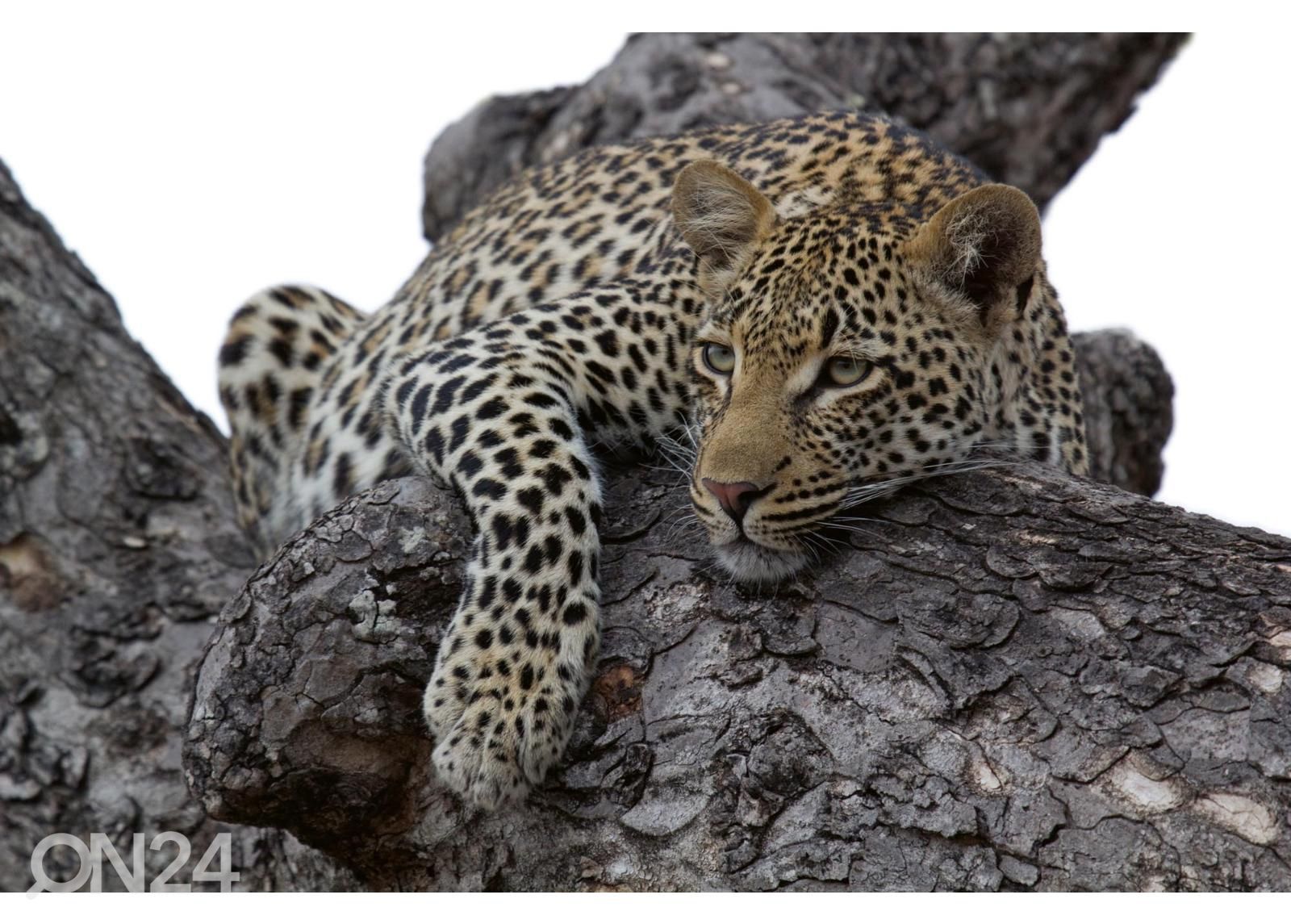 Non-woven kuvatapetti Leopard In Tree kuvasuurennos