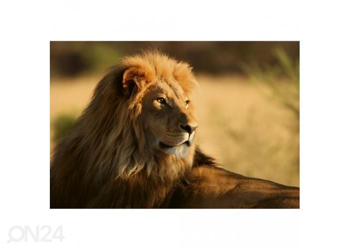 Non-woven kuvatapetti Lion 375x250 cm kuvasuurennos