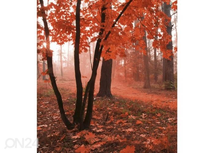 Non-woven kuvatapetti Misty forest 225x250 cm kuvasuurennos