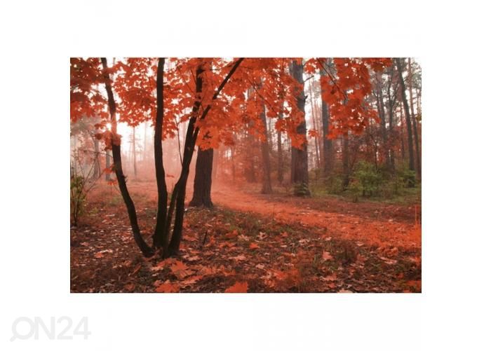 Non-woven kuvatapetti Misty forest 375x250 cm kuvasuurennos
