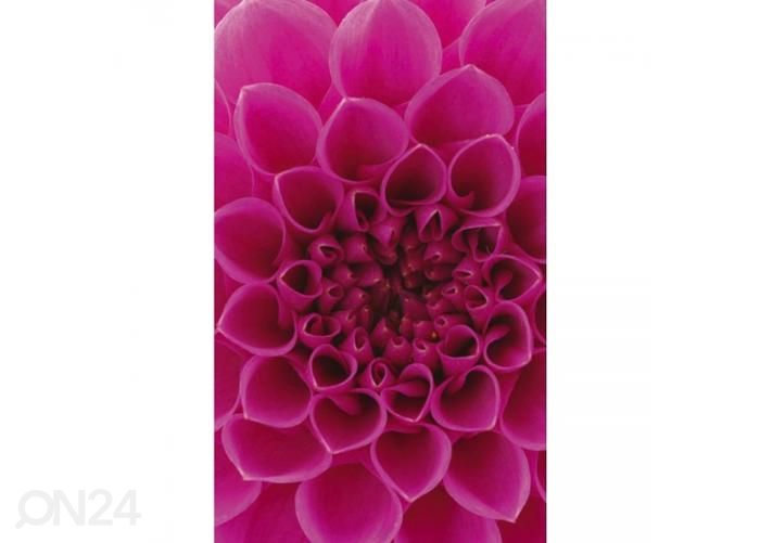 Non-woven kuvatapetti Pink dahlia 150x250 cm kuvasuurennos