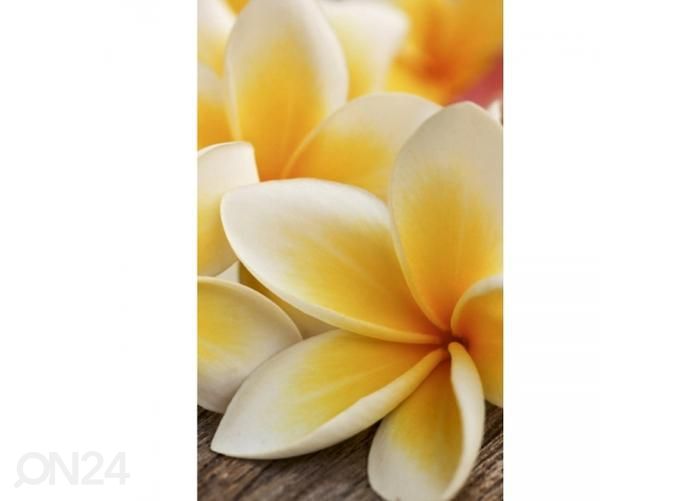 Non-woven kuvatapetti Plumeria 150x250 cm kuvasuurennos