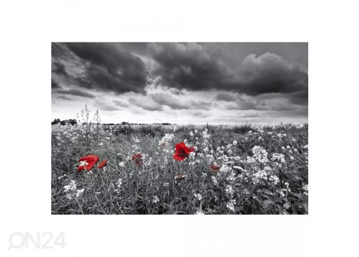 Non-woven kuvatapetti Poppies black 375x250 cm kuvasuurennos