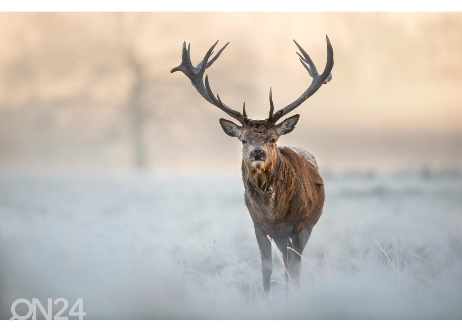 Non-woven kuvatapetti Red Deer Stag kuvasuurennos