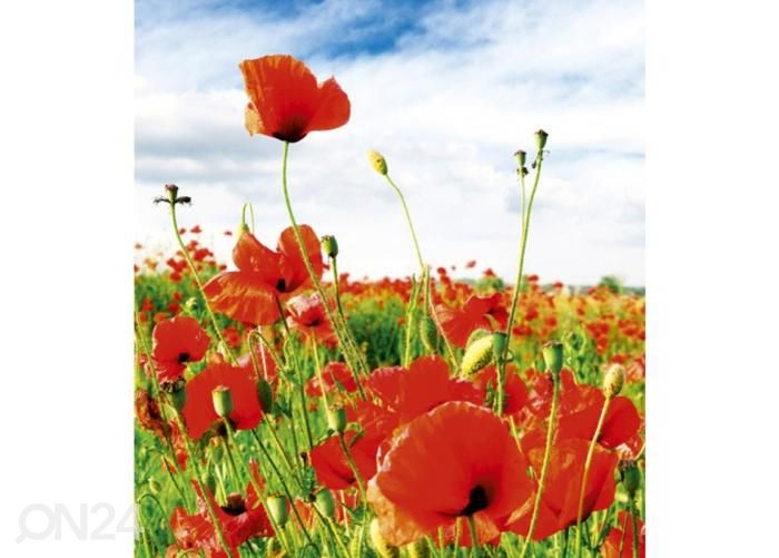 Non-woven kuvatapetti Red poppies 225x250 cm kuvasuurennos