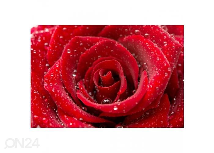 Non-woven kuvatapetti Red rose 375x250 cm kuvasuurennos