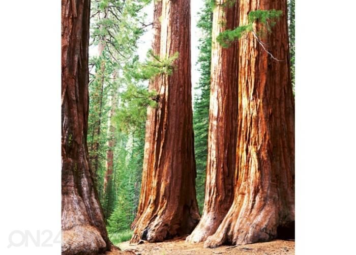 Non-woven kuvatapetti Sequoia 225x250 cm kuvasuurennos