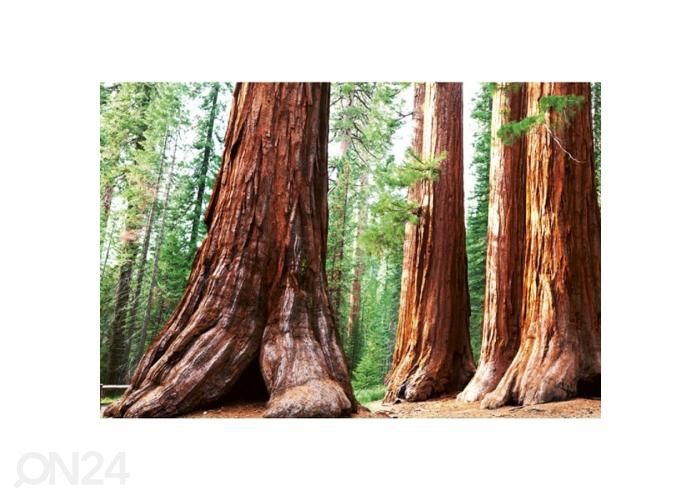 Non-woven kuvatapetti Sequoia 375x250 cm kuvasuurennos