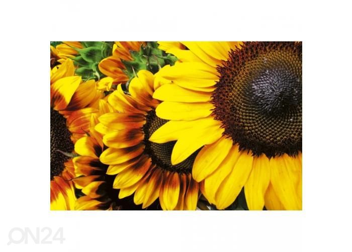 Non-woven kuvatapetti Sunflowers 375x250 cm kuvasuurennos