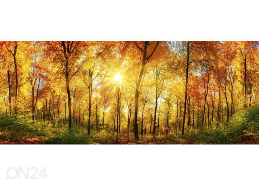 Non-woven kuvatapetti Sunny forest 375x150 cm kuvasuurennos