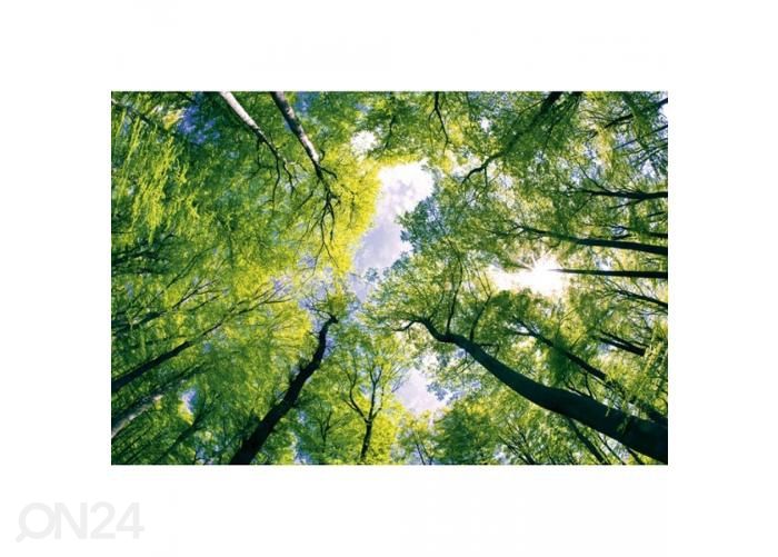 Non-woven kuvatapetti Trees 375x250 cm kuvasuurennos