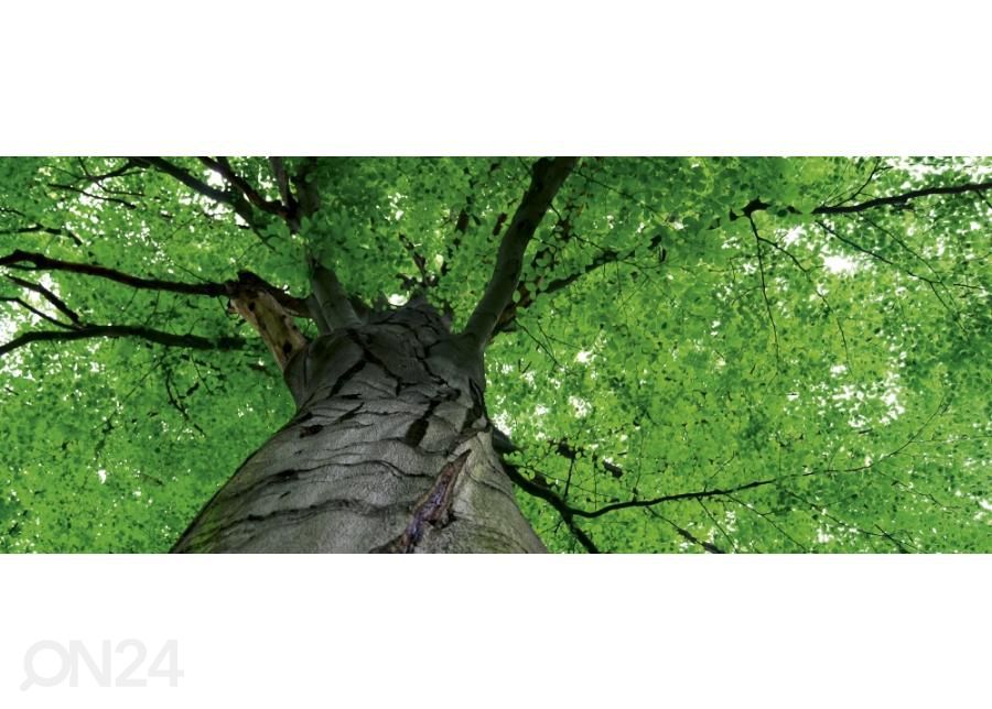 Non-woven kuvatapetti Treetop 375x150 cm kuvasuurennos
