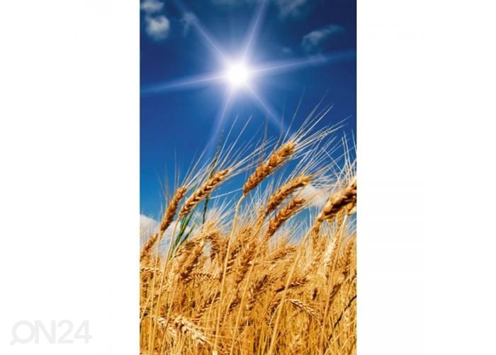 Non-woven kuvatapetti Wheat field 150x250 cm kuvasuurennos