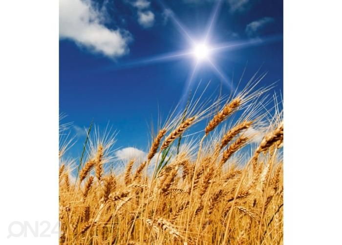 Non-woven kuvatapetti Wheat field 225x250 cm kuvasuurennos