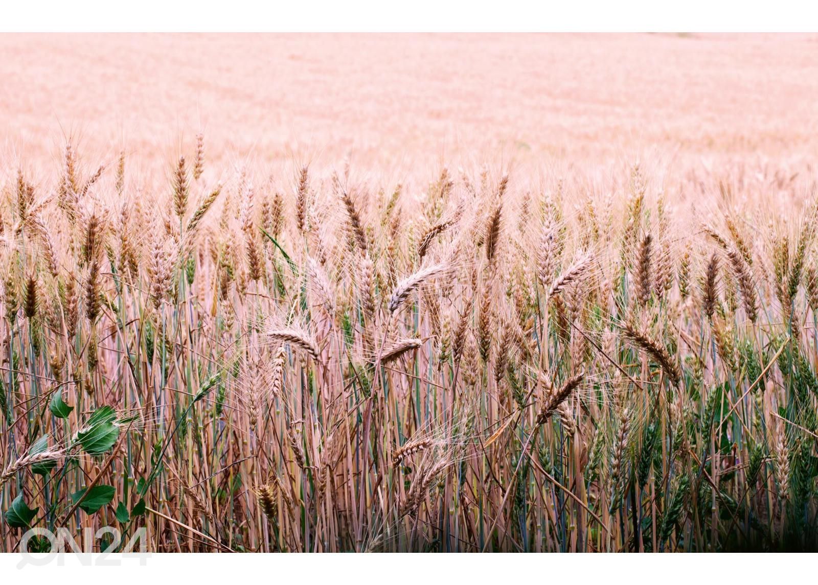 Non-woven kuvatapetti Wheat Field kuvasuurennos