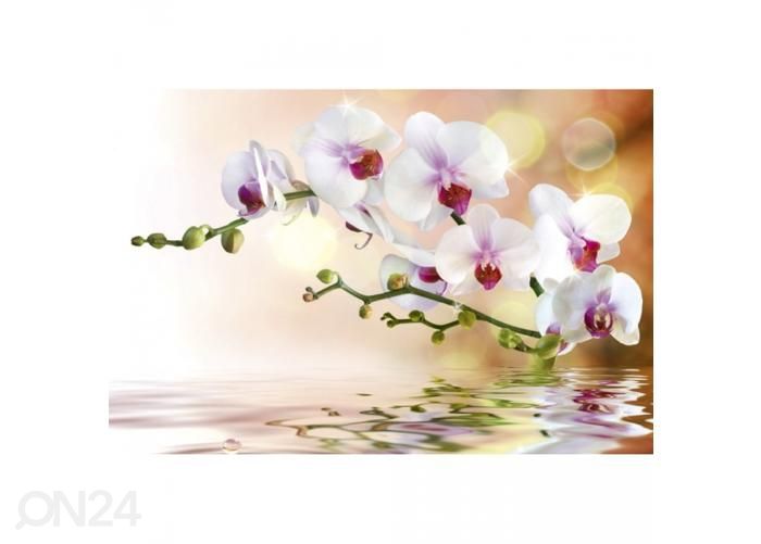 Non-woven kuvatapetti White orchid 375x250 cm kuvasuurennos