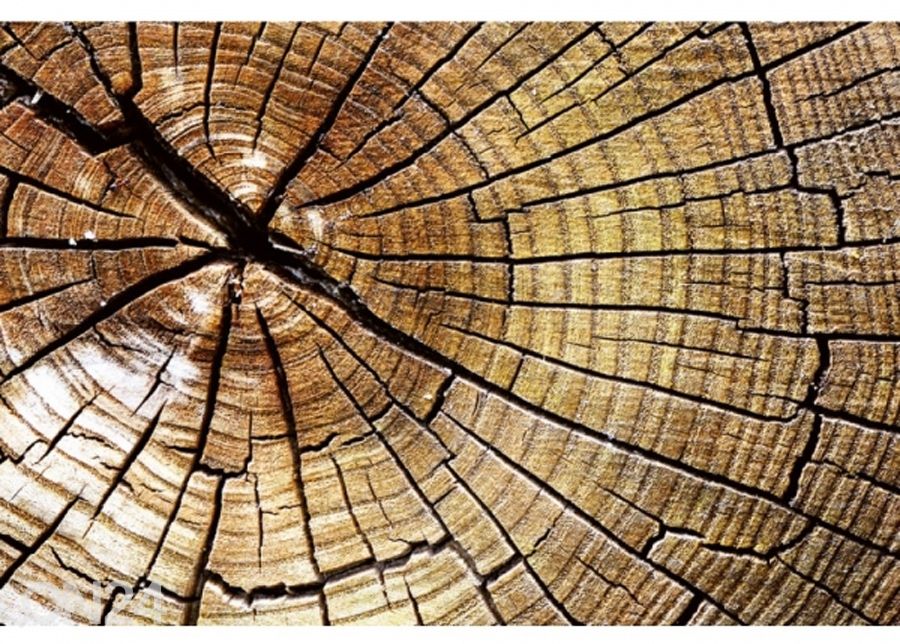 Non-woven kuvatapetti Wood 375x250 cm kuvasuurennos