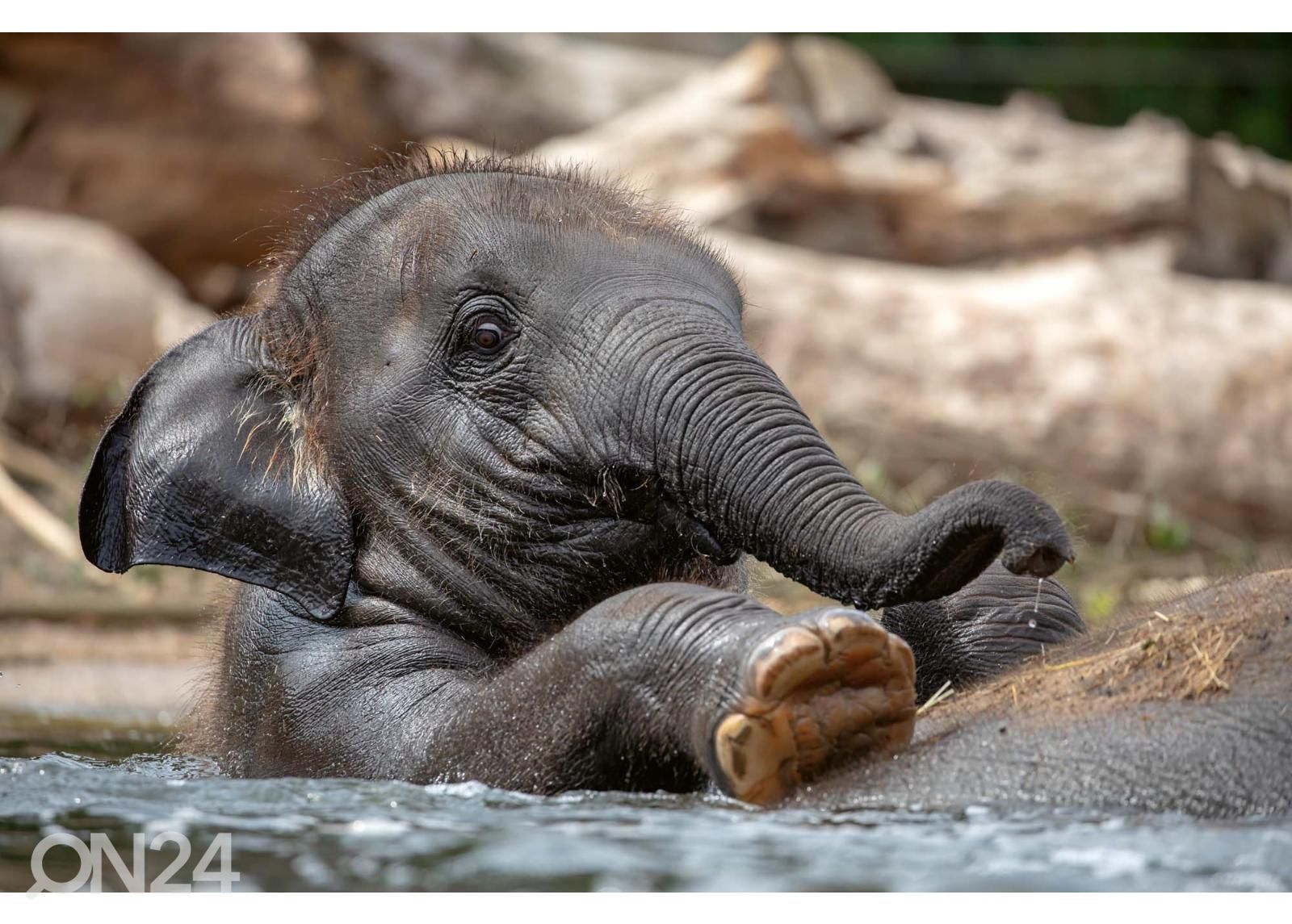 Non-woven kuvatapetti Young Indian Elephant kuvasuurennos