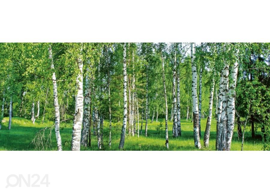 Non-woven tapetti Birch grow 375x150 cm kuvasuurennos