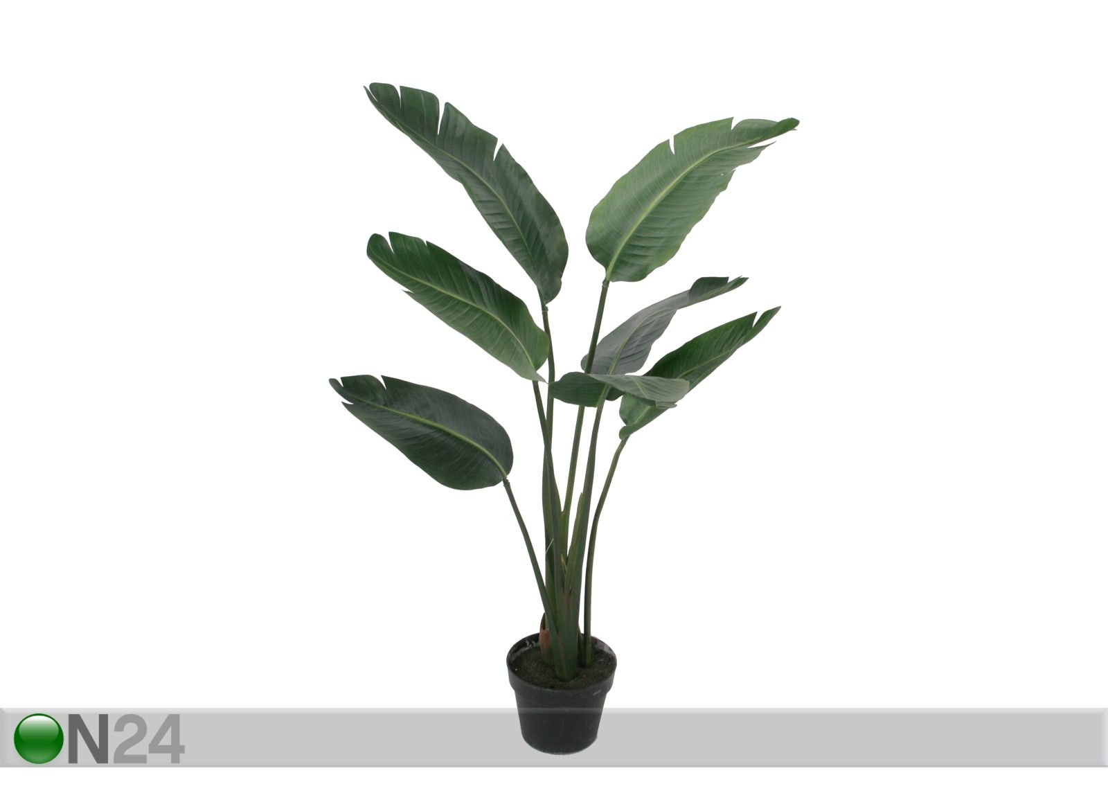 Palmu 105 cm kuvasuurennos