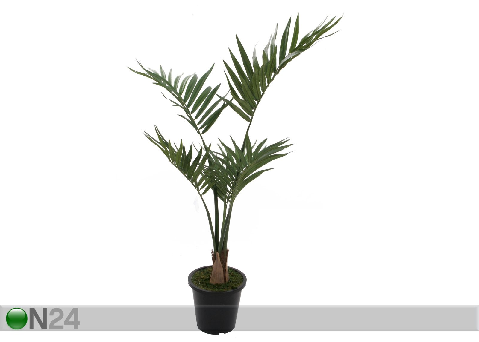 Palmu 69 cm KENTIA kuvasuurennos