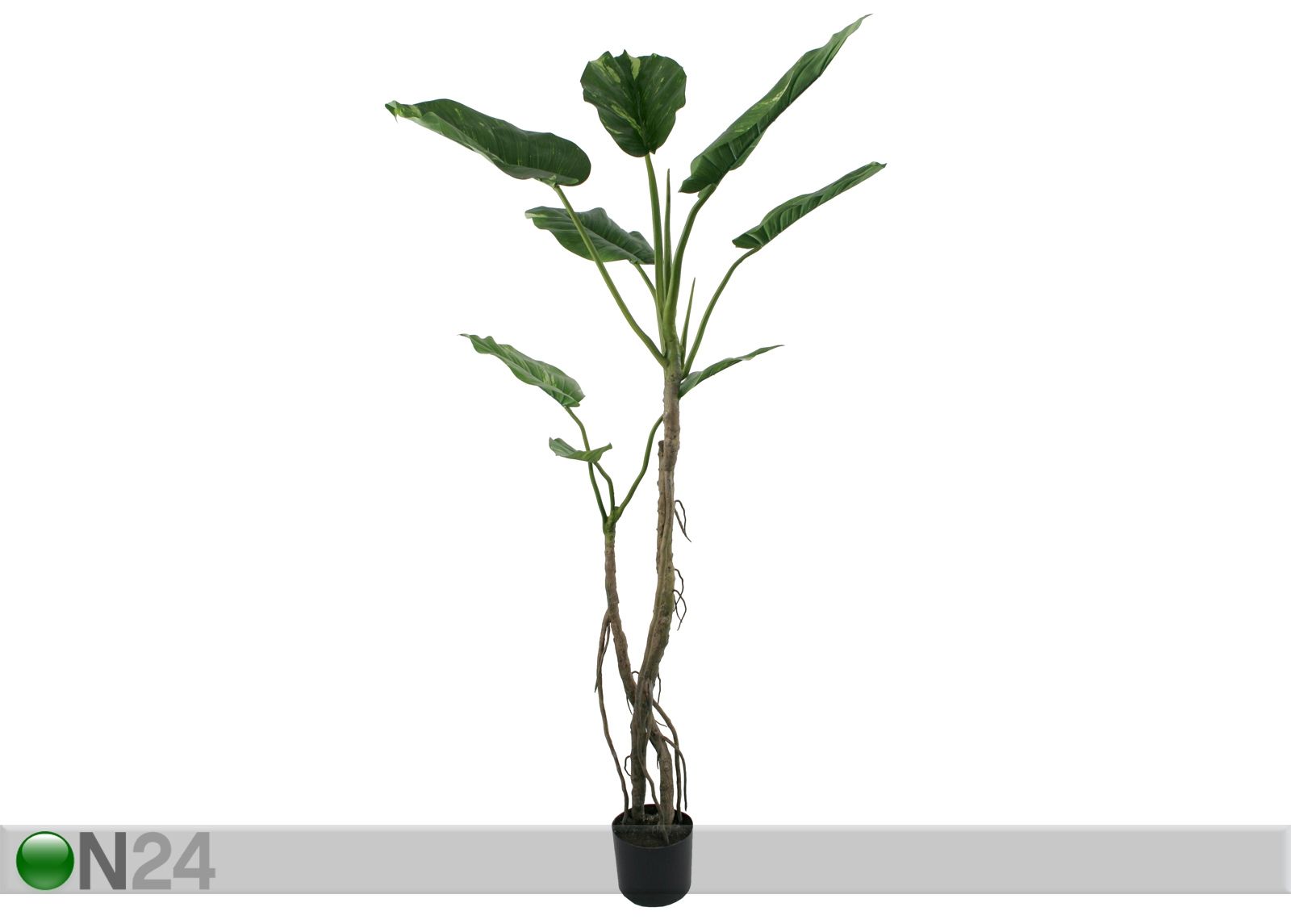 Philodendron 180 cm kuvasuurennos