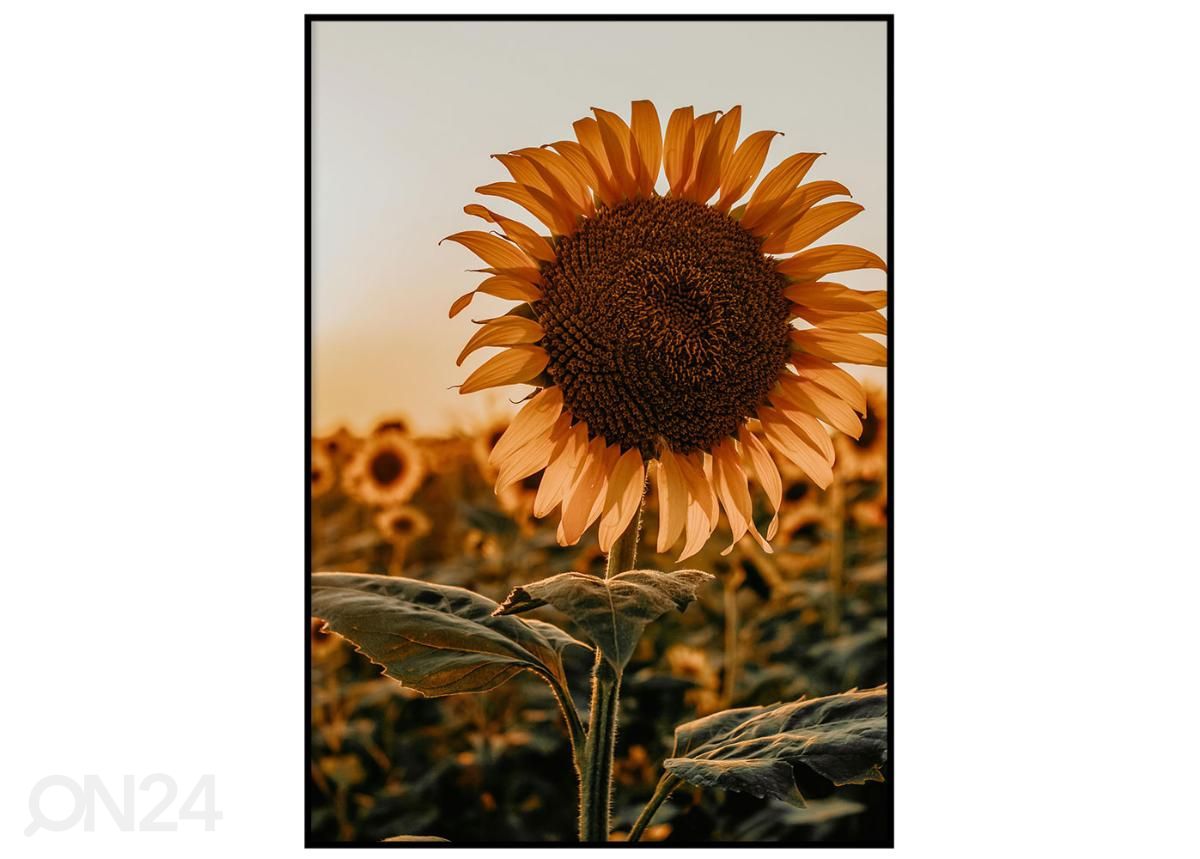 Seinäjuliste Auringonkukat I 40x50 cm kuvasuurennos