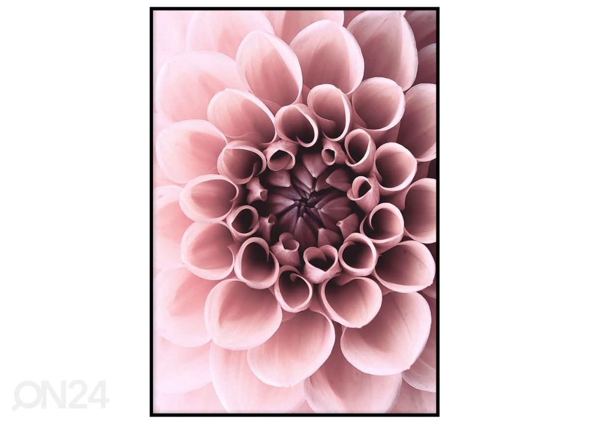 Seinäjuliste Dahlia 21x30 cm kuvasuurennos
