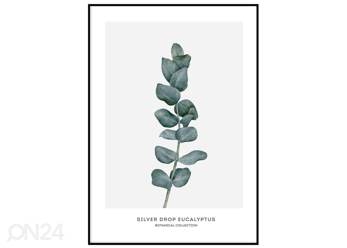 Seinäjuliste Eucalyptus 21x30 cm kuvasuurennos