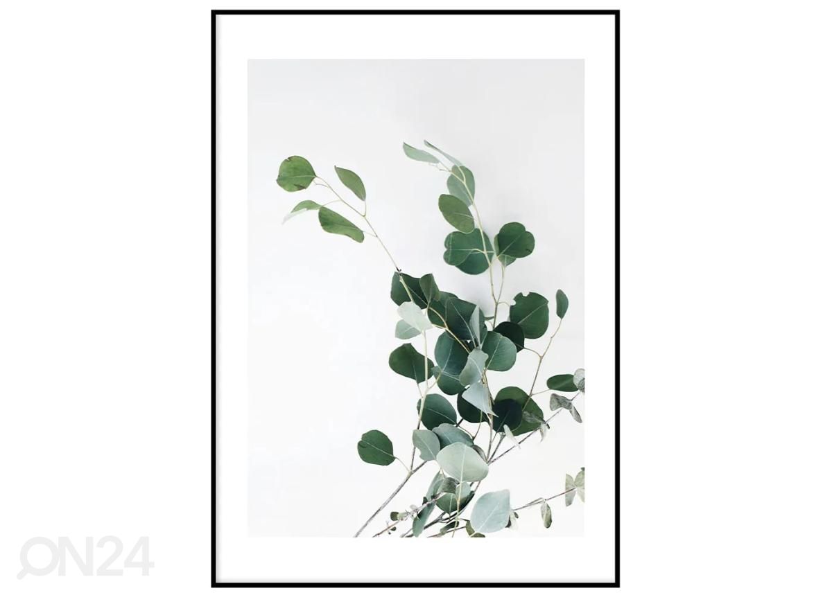 Seinäjuliste Eucalyptus II 21x30 cm kuvasuurennos