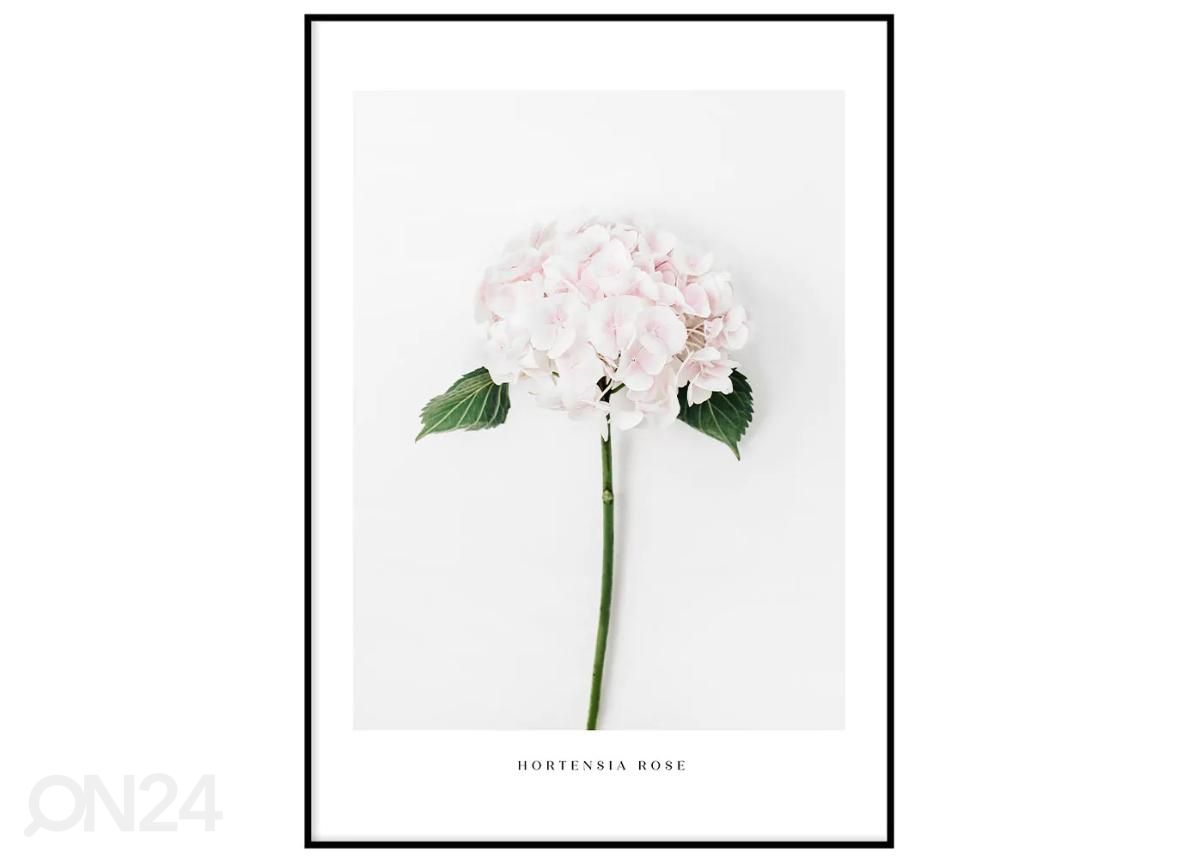 Seinäjuliste Hortensia 21x30 cm kuvasuurennos