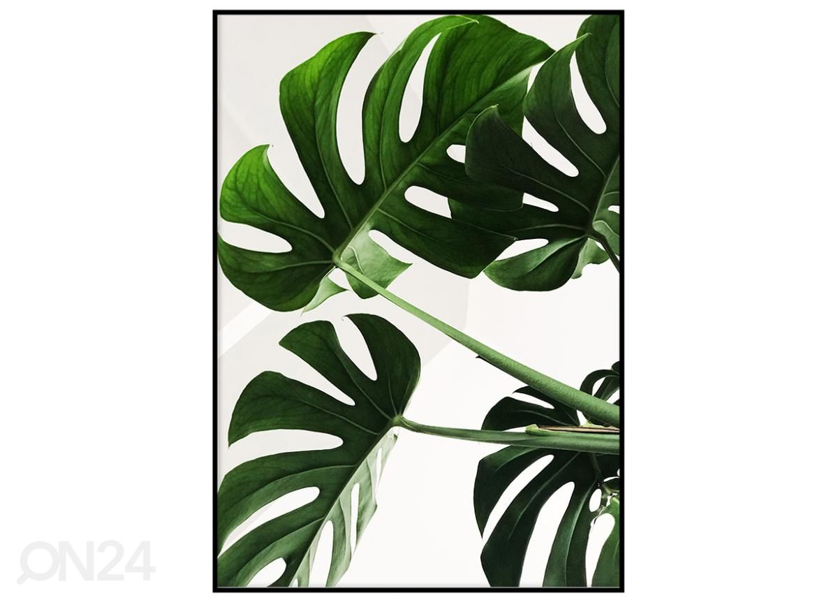 Seinäjuliste Monstera 40x50 cm kuvasuurennos