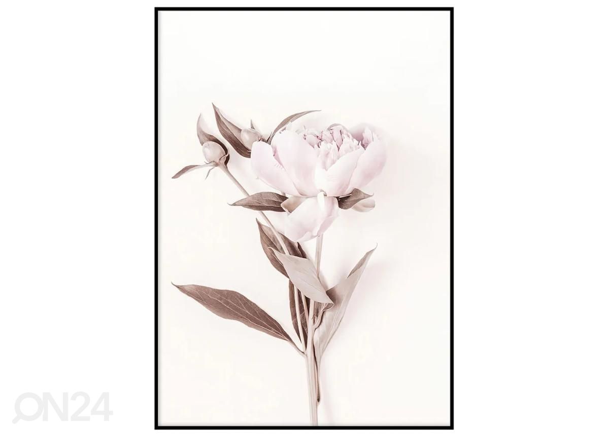 Seinäjuliste Pastelli pinkki I 70x100 cm kuvasuurennos