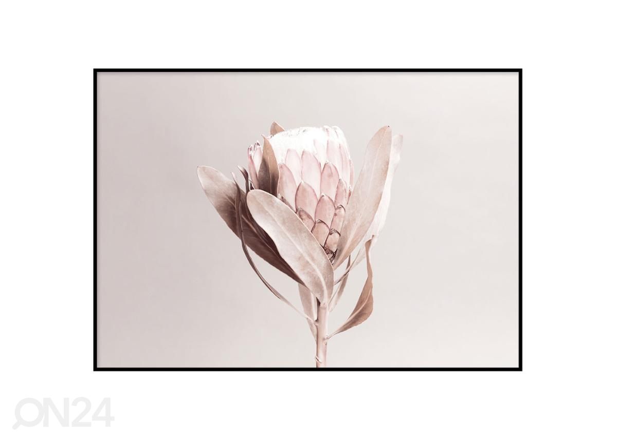 Seinäjuliste Protea 21x30 cm kuvasuurennos