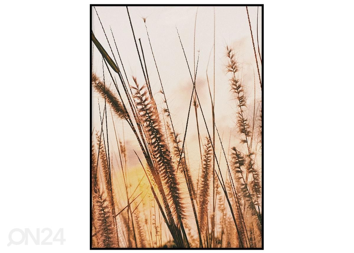Seinäjuliste Ruoho auringonlaskun aikaan II 21x30 cm kuvasuurennos