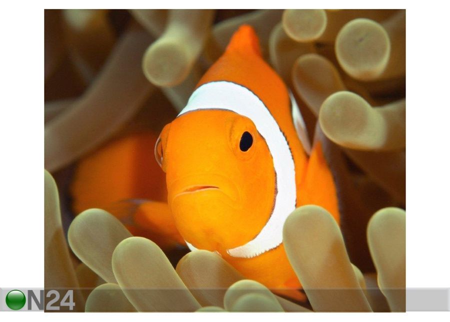 Taulu A Clown Anemonefish 155x130 cm kuvasuurennos