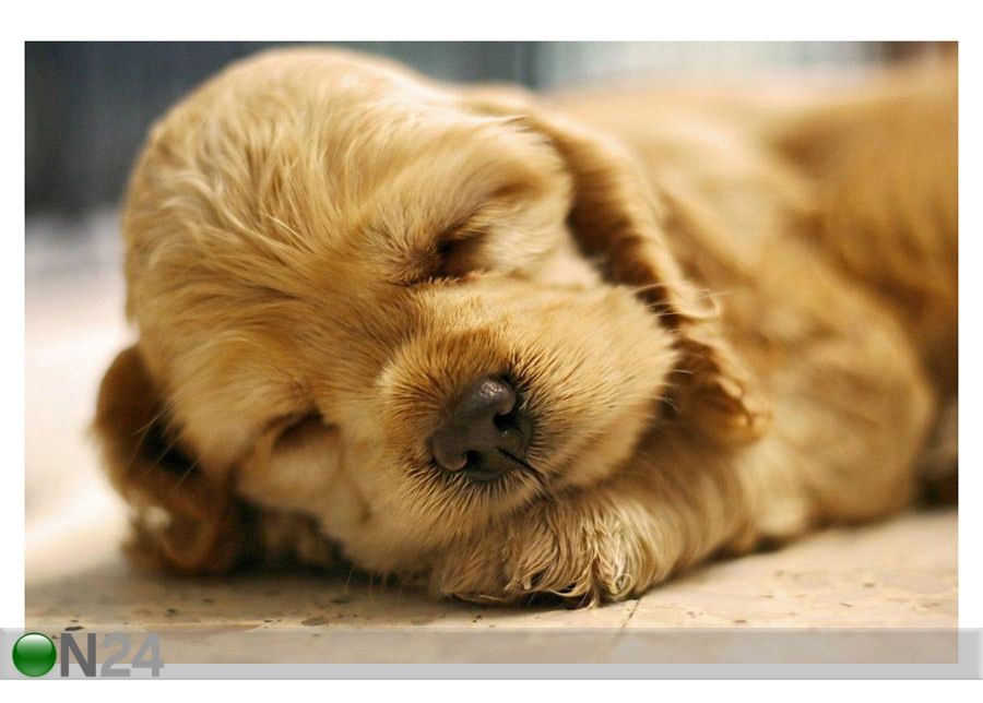 Taulu A Dog Sleeping 165x110 cm kuvasuurennos