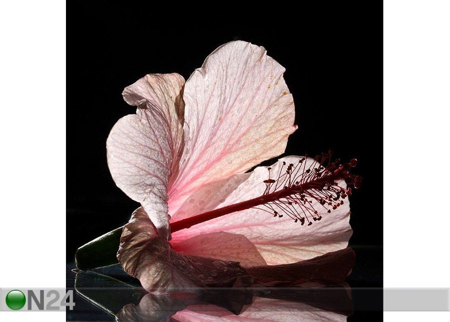 Taulu AILHOUETTE OF A FLOWER 100x102 cm kuvasuurennos