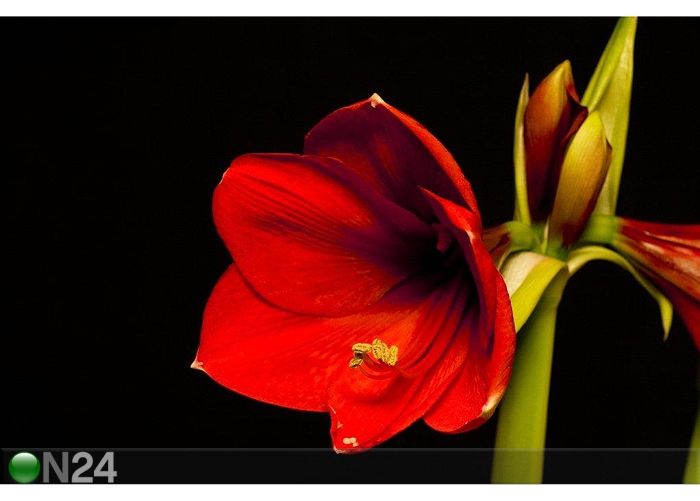 Taulu An Amaryllis Flower 120x80 cm kuvasuurennos