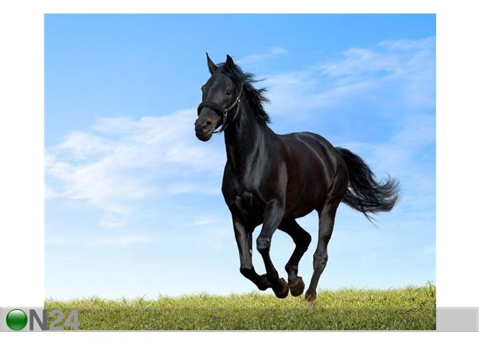 Taulu BLACK HORSE 62x50 cm kuvasuurennos