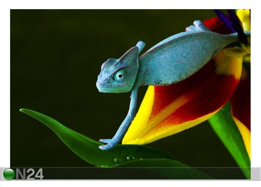 Taulu Chameleon 170x120 cm kuvasuurennos