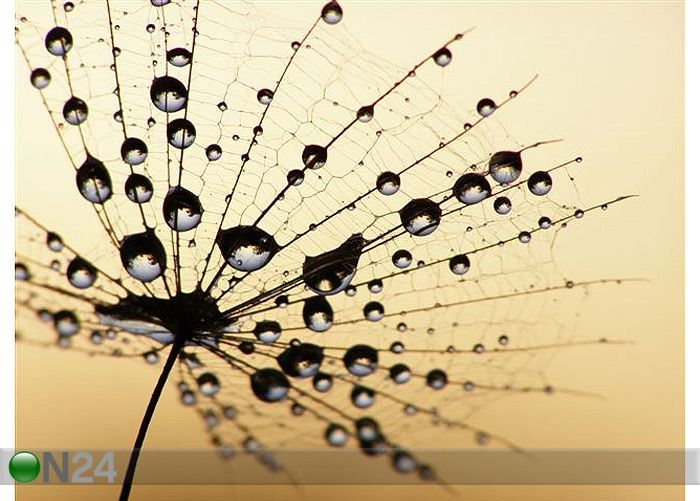 Taulu CLOSE-UP OF WET DANDELION SEED 93x70 cm kuvasuurennos