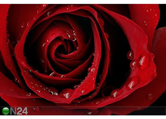 Taulu DARK RED ROSE WITH WATER DROPLETS 105x70 cm kuvasuurennos