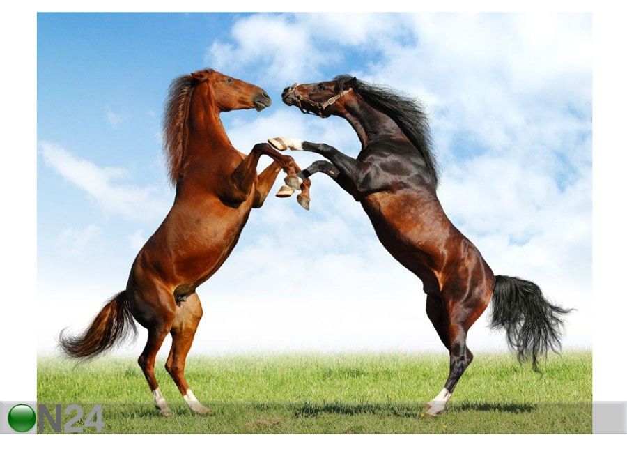 Taulu Fight of Horses 132x100 cm kuvasuurennos