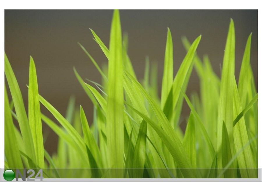 Taulu GRASS 105x70 cm kuvasuurennos