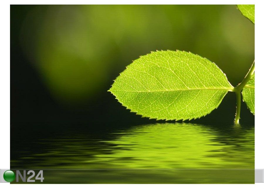 Taulu GREEN LEAVES AND REFLECTION IN WATER 55x40 cm kuvasuurennos